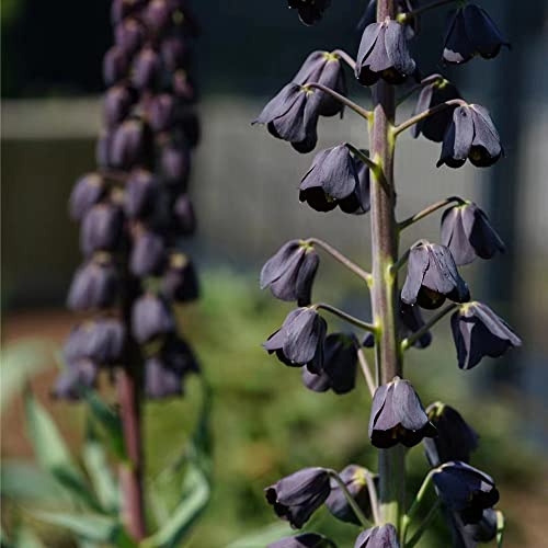 imperiale coronata decorazione di balconi Bulbi di, resistenti ai giardino corona imperiale 15pcs