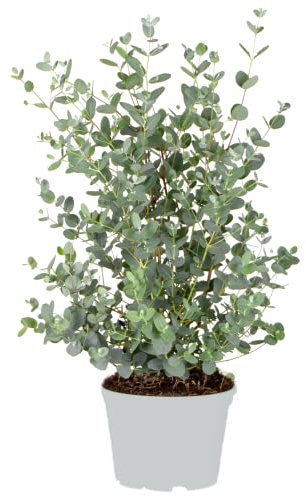 Eucalyptus gunnii - Gommier - Arbuste - Persistant - ⌀17 cm - Hauteur 40-50 cm