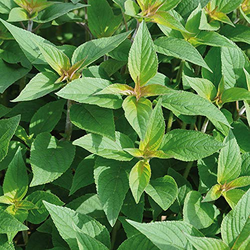 Pineapple Sage Plug Plants. 'Pino'. Aromatic Cooking herb with The Scent of Pineapple. Medium Plug Plants x 4 Available from Bedwen Plants.