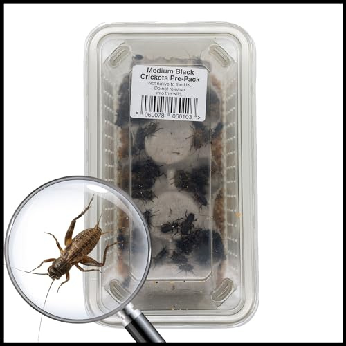 Livefoods4u Black Crickets 7-12mm Tub of 100 | Live Food for Reptiles