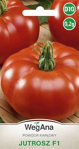 WegAna Tomaten Jutrosz (F1) 0,2g Samen Tomatensamen Robuste Gemüsesamen Gemüse Samen Anzucht Saatgut für Gewächshaus Garten Frühe Sorte