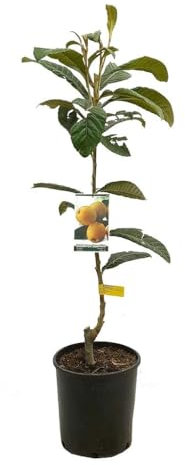 Garden Center shop | Árbol Frutal Níspero Argelino (Eriobotrya japonica)| Altura 120-140 cm | En Maceta de 7 L | Autofértil y Resistente |Floración Otoñal| Exterior | Fruta Dulce y Temprana