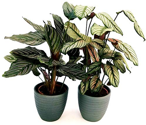 POWERS TO FLOWERS - CALATHEA WHITE STAR e ORNATA SANDERIANA, MARANTA, IN VASO CERAMICA ANTRACITE, piante vere