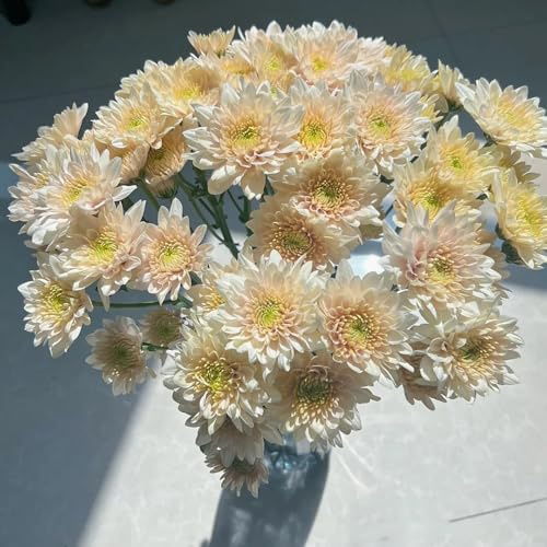 semi di margherita - giardino resistenti, balcone 1500pcs