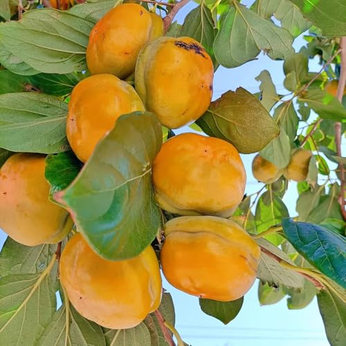 semillas de caqui - jardín orgánicas trepadoras resistentes 300pcs