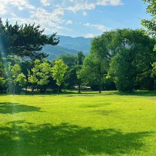 Rasensamen, herbstpflanzen Grassamen Schnellkeimend, gartenarbeit geschenk balkon rasensamen kaufen gartenpflanzen winterhart mehrjährig 3000Samen