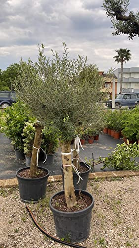 VIVAIO GARDEN FOREST Olea Europaea Olivo Albero in Vaso 45 cm | Albero Ornamentale Sempreverde, Da Esterno, Ideale per Giardino, Terrazzo e Aree Mediterranee