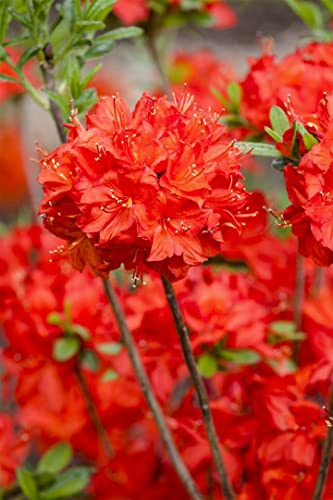 Rhododendron luteum 'Nabucco' 20-30 cm - Rhododendron, leuchtend rote Blüten, Blütezeit Mai-Juni, ideal für Halbschatten, winterhart, bienenfreundlich