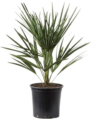 Chamaerops Humilis Natural Palmera del Mediterráneo - Planta Arbustiva de Exterior