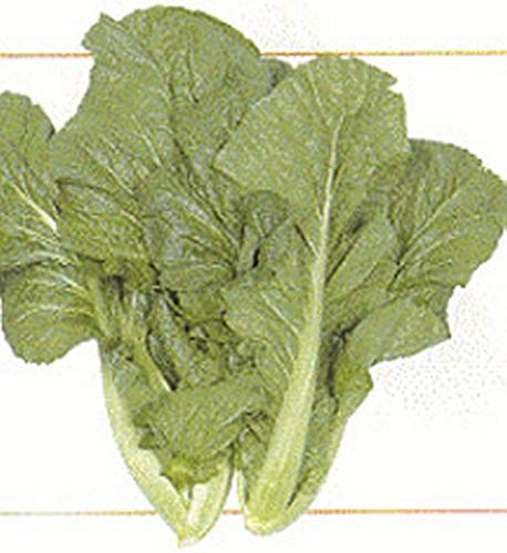 Yanagawa Takana Mustard Seeds - Can Be Fried or Also Used in Stir Salad.(200 - Seeds)