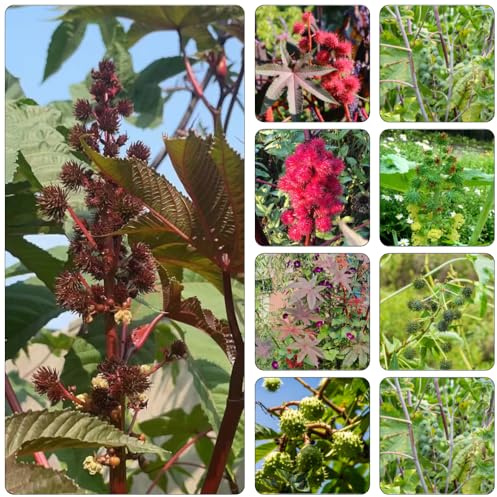 rizinussamen kräutergarten topfpflanzen draußen winterhart kletterpflanze biosaatgut kräuterpflanzen pflanztopf wohnzimmer deko kräutersamen exotische zimmerpflanzen gartenpflanzen 10samen