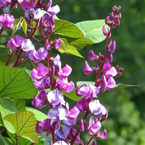 Hyacinth bean 10 seeds + Plant tag + Freebie - Egyptian climber - Dolichos Lablab