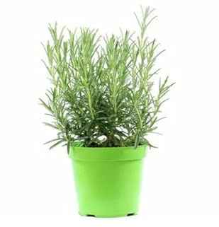 Romero Natural Planta Arbustiva para Principiantes Fácil de Cuidar
