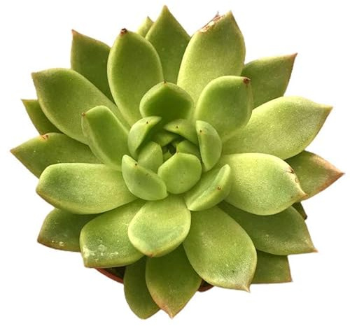 Echeveria Agavoides Planta Natural con Forma de Estrella