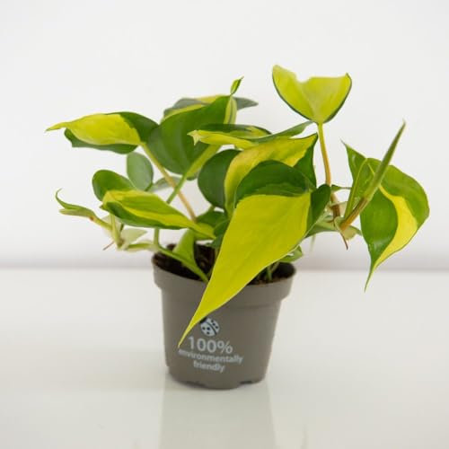 Philodendron Scandens Brasil - Fast-Growing, Variegated Heart-Shaped Leaves, Ideal for Hanging Baskets & Indoor Decor, Easy-Care Houseplant for Beginners - 1x 10cm Pot by Thompson and Morgan