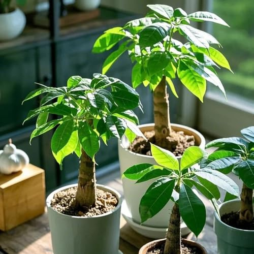 semi di castagna fortunata - decorazione del soggiorno castagna fortunata sempreverdi resistenti semi biologici vecchie varietà esotiche resistenti 10pcs