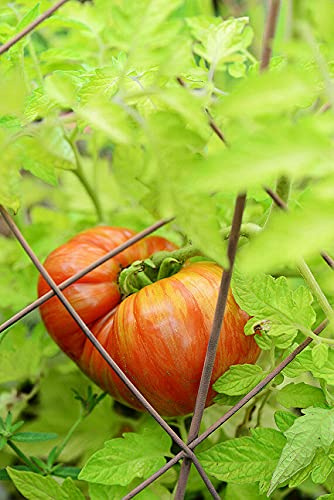 Cherokee Tiger-tomat, stor, 10+ frön – Frön – SPECIAL- och PREMIUMFRÖN! P 078