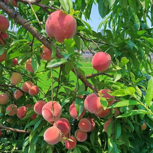 Pfirsichbaum pfirsich Seltene Serie kübelpflanzen bonsai säulenobstbäume pflanzensamen Bergpflanzung, obstbaum obstpflanzen topfpflanzen steingartenpflanzen 5samen