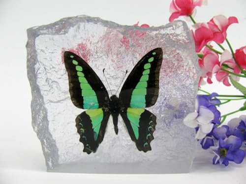 In Kunstharz gegossene Schmetterlinge, Insekten, Skorpione und mehr. Briefbeschwerer, Icemountain, nicht scharfkantig (Schmetterling 03)