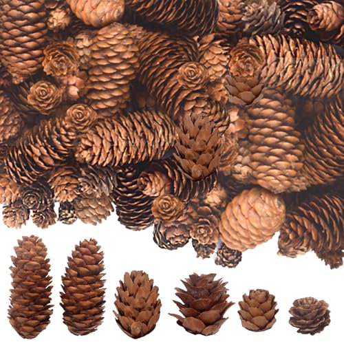 120PCS Natural Pine Cones for Decorating, 1 ~ 3.15 Inch Tall Mini Pinecones for Crafts, Tree Ornaments, Wreath, Wedding, Vase Fillers, Garland & Holiday Centerpieces (Fall/Winter/Xmas) Decor