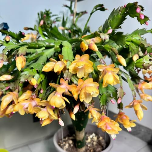 Cactus di Natale giardino balcone Decorazioni autunnali per un 130semi