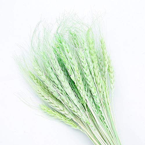 YIWOYI Lot de 50 grandes herbes de pampa séchées naturelles avec oreilles de blé pour décoration de fête de mariage, loisirs créatifs, décoration d'intérieur (vert)