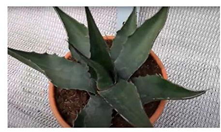 Stk - 10x Agave montana Bergagave Kaktus Garten Pflanzen - Samen B1887 - Seeds & Plants Shop by Ipsa