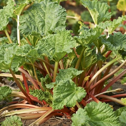 rhabarber rhabarbersamen hochbeete für garten alte sorten wintergemüse 80pcs