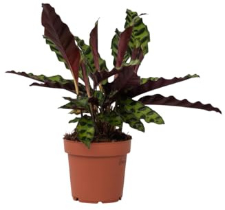 Plant in a Box - Calathea Insignis - Korbmarante - Luftreinigende Pflanze - Besondere Blätter - Topf 12cm - Höhe 30-40cm