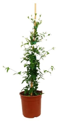 Planta natural Jazmin, 50-60 cm. Jasminum Officinalis. Planta trepadora aromática, flores blancas estrelladas, fragancia dulce, usada en jardines y perfumes. Segura Garden.