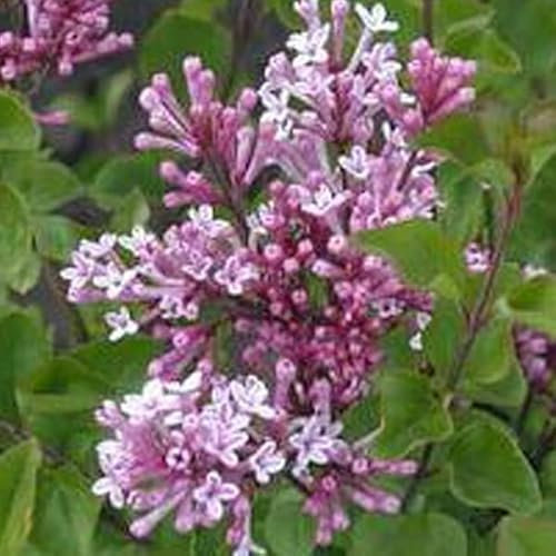 Zwergflieder Meyers Flieder - Syringa meyeri 'Palibin' 40-60 C - 40-60 cm Topf