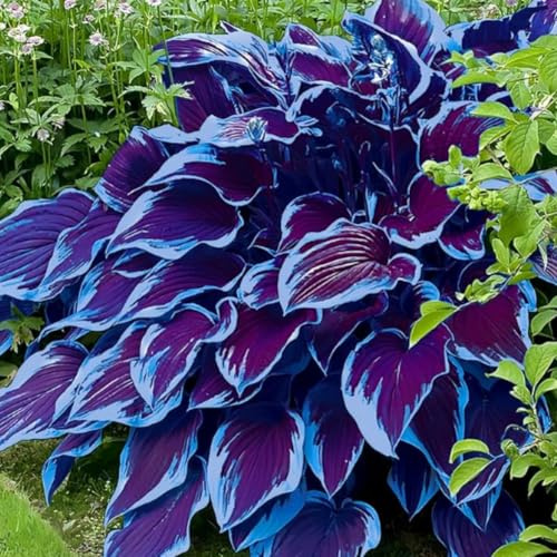 Funkien Rhizoms-Schattentolerante Premium-Stauden Gartenprojekte-Winterhart Geeignet FüR Eingangsbereiche -4 hosta-d