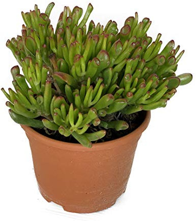 Crassula Horntree en Maceta Pequeña 5cm Hobbit Jade Planta Natural
