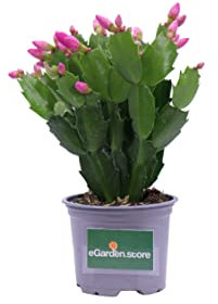 Pianta di Schlumbergera Pianta di Epiphyllum pianta da interno pianta succulenta pianta da fiore pianta ornamentale di Schlumbergera pianta vera venduta da eGarden.store (Rosa v.10 cm)