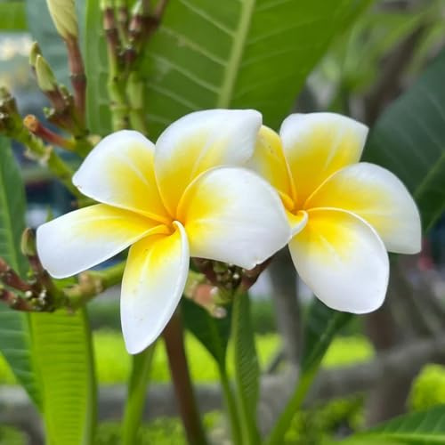 Semi di Frangipani - Plumeria rubra - regali per giardinieri semi di da balcone resistenti le da giardino roccioso sono resistenti 20pcs