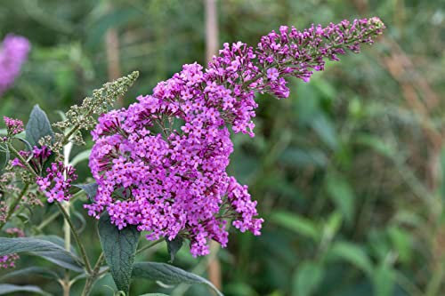 Schmetterlingsflieder Buddleja davidii Pink Delight 80-100 cm winterhart
