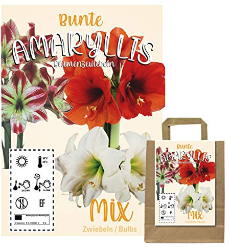 Buntes Set aus 3 Amaryllis Zwiebeln in Geschenkverpackung - Grosse Knollen - blühen in verschiedenen Farben (3 Amaryllis Zwiebeln)