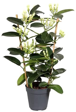 DECOALIVE Jazmín Flores Blancas de Madagascar Planta Natural para Casa y Oficina