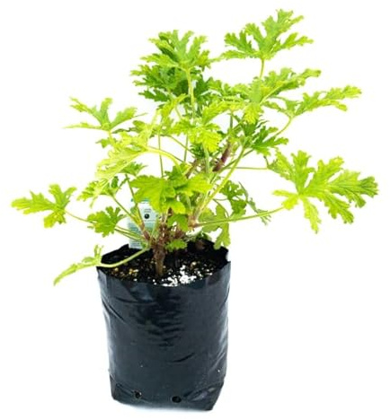 Planta Natural de Geranio Antimosquitos Hierba Aromática Geranio Limón