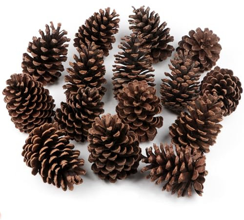 Tannenzapfen,ca 8-12CM 12 Stück Natürlich Tannenzapfen Kiefernzapfen Groß Getrocknete Tannenzapfen Große Schwarzkiefern Zapfen für Weihnachten Adventskranz Weihnachtsbaum DIY Basteln Winter Deko