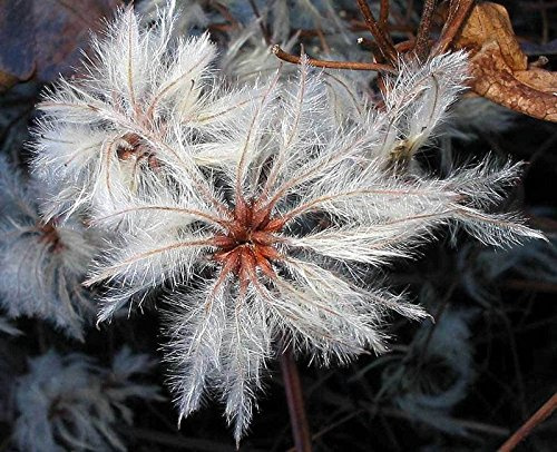 Clematis Vitalba | I viaggiatori Joy | Old Mans Beard | 20 Spedizione Gratuita Seeds Seeds ONLY