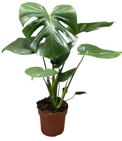 Monstera Deliciosa Pflanze – ca. 50 cm Hoch – Dschungel-Pflanze für Zuhause & Büro – Luftreinigende Zimmerpflanze