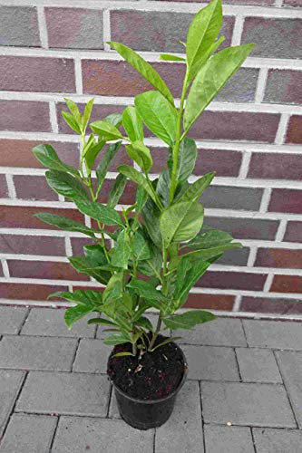 10st. Kirschlorbeer Rotundifolia 100-120cm im Topf reine Pflanzenhöhe Prunus laurocerasus Lorbeer schnellwachsend Heckenpflanzen