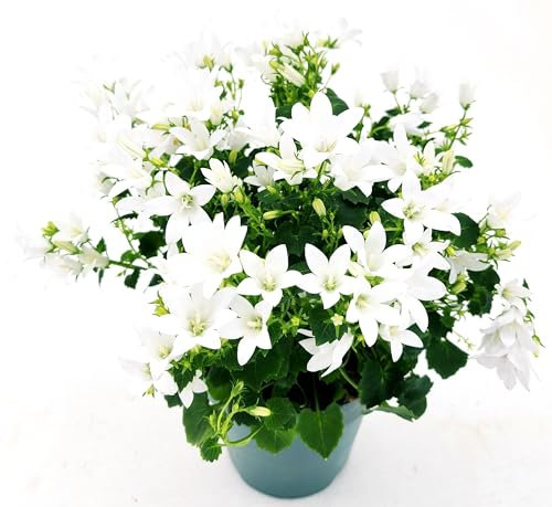 POWERS TO FLOWERS - CAMPANULA BIANCA A FIORE SEMPLICE, VASO 12CM DIAMETRO, pianta vera