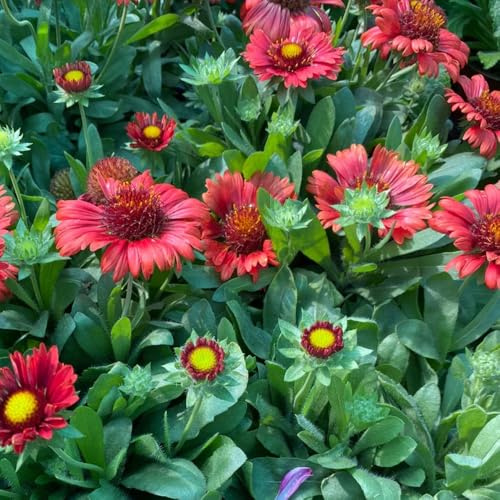 kokardenblume, wildblumen balkonblumen winterharte deko balkon gartenblumen, kräuterpflanzen hochbeet blumenwiese mehrjährig zierblumen blumendeko 300samen