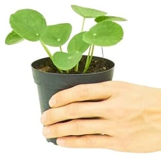 DECOALIVE Pilea Peperomioides Planta del Dinero China Planta de la Fortuna
