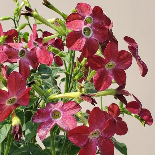 semi di tabacco - giardino per balcone, resistenti alla copertura del terreno 100pcs