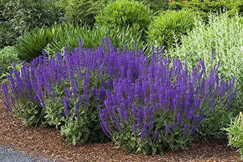 Stauden Gänge 5 x Salvia sylvestris 'Mainacht' Blauer Pracht winterhart | Salbei 'Mainacht' – winterharte Staude & Bienenweide für sonnige Beete, mehrjährig, 1 L Topf (11x11 cm)