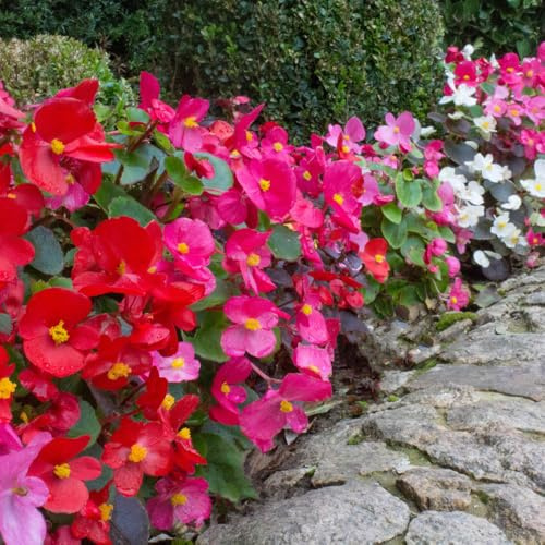 YouGarden Begonia 'Sahara', Set of 24 Plug Plants, Ready to Plant Out Plant Plugs for Gardens