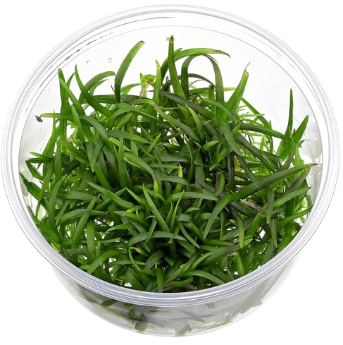 Aquasabi - Sagittaria subulata Pusilla - Zwergpfeilkraut - in Vitro XL - Bodendecker Wasserpflanze für Aquarium - Aquascaping